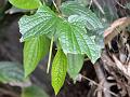 Wild Betel Vine